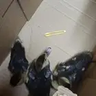 3 بطات سليمات.. ب 30 ريال.. بيع بسبب عدم توفر مكان لهم
