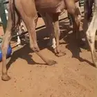 قعدان قصب