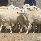 ضان حريات حرش وجروم كاف تم البيع