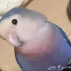 طير روز ازرق ضايع بملهم