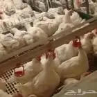 امهات لاحم