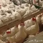 امهات لاحم