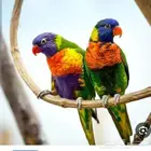 فندقة الطيور