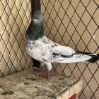 حمام للبيع