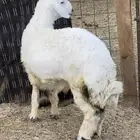 خروف حري جذع ذبيحة قافل شحم