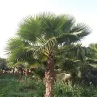 نخل واشنطن