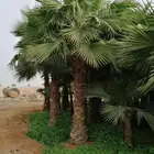 نخل واشنطني زينه امريكي ابو مروحه نخل عربي مثمر