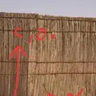 جريد وسعف نخل عسف