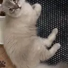 قط تزاوج