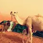 بكره خلفه