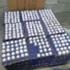بيض فيومي شبابي سلاله صافيه كميات