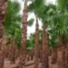 نخل واشنطني زينه رقم واحد توريد وتركيب
