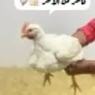 دجاج ايام زمان طازج ويذبح امامك