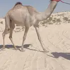 بكره حقه طيبه ( تم البيع )