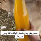 جازان صامطه
