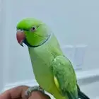 ذكر دره اليف