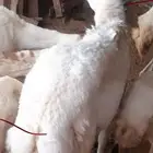 كبش فحل بلدي