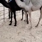 خلفه وبنتها طيبه جدااا وسلالتها طيبه نقبل بدل معزا ولا ضان