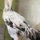 ديك فارسي الباحه 3 0 50 880 4617