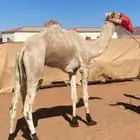 للبيع جمل سوداني