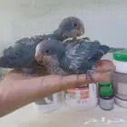 فروخ كويكر الراهب اليف