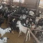 تيوس مرابي ثني وجذعان