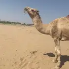 بعيرثني مطلع ارباع هداوه وطبع قيدالكبيروصغير
