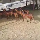 تيوس محايليه دهم العدد 12