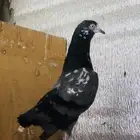 تم البيع جوز تيدي شينا أساس