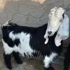 تيس طيب 6 شهور وفيها على السوم