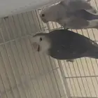 جوز طيور الروز غير اليفات