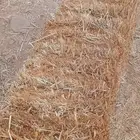 هيبان مع تبن