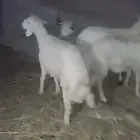 خروف جذع عمر 8 أشهر