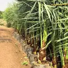 عندن جميع انواع النخيل المثمرا والمجزار ويوجد لدينا جميع