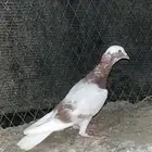 حمام ماوردي سوري