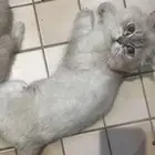 قطط 3 للتبني