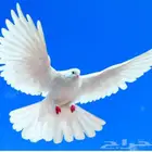 مطلوب حمام باكستاني