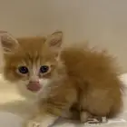 طبرجل للبيع شيرازي اليف صغير 200 فقط
