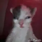 ابغى بسه صغيره انثى للتبني   اذا فيه سكوتش فولد ما اقول لا