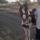 حصان بوني