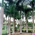 نخل ملوكي فاخر جده