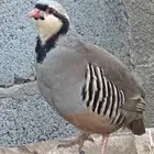 حجل شنير قهد