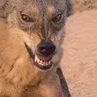 مطلوب ذيب