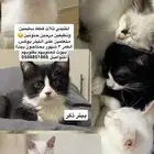قطط لتبني