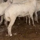 رخل مشروكة من فحل حري للبيع