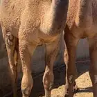 حشو