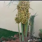 يوجد لدينا نخل عربي ووشنطني للبيع