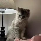 قطة