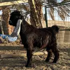 تيس عارضي طيب 1