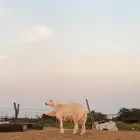 مشروع فحل حري صنف